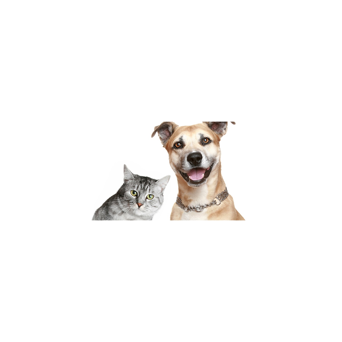 Pawology Palm Reading for Animals Paws & Animal Hypnosis eBook DOWNLOAD