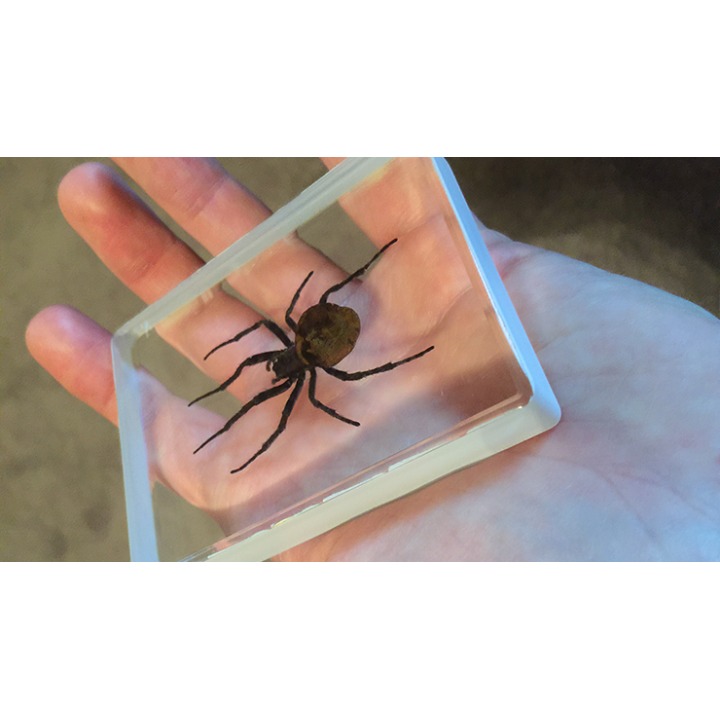 Ominous Deck (Spider) by Diamond Jim Tyler