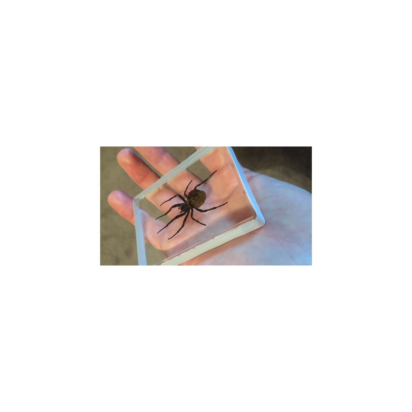 Ominous Deck (Spider) by Diamond Jim Tyler