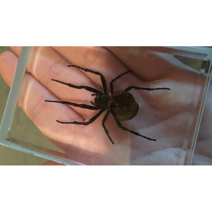 Ominous Deck (Spider) by Diamond Jim Tyler