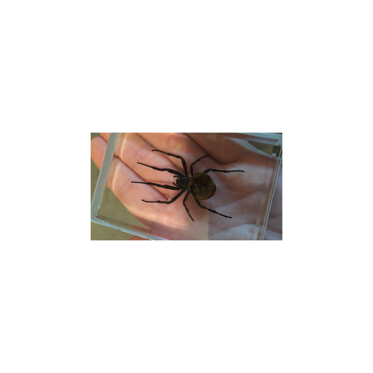 Ominous Deck (Spider) by Diamond Jim Tyler