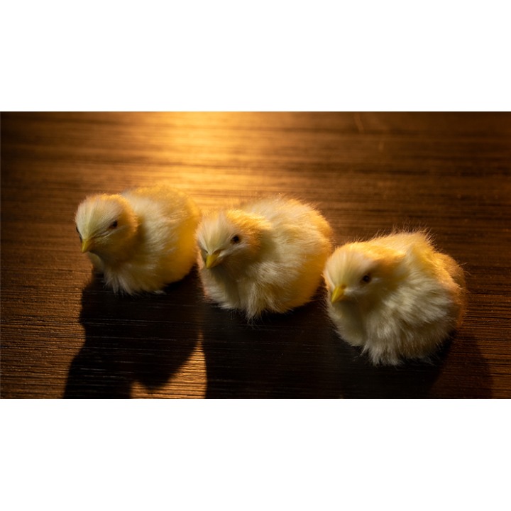 THE FINAL LOAD (Baby Chicks) by Murphy's Magic