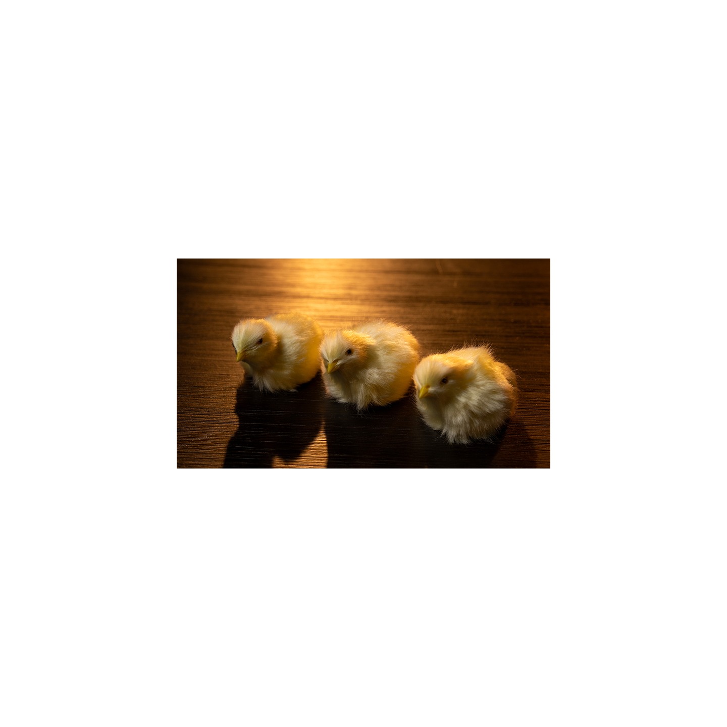 THE FINAL LOAD (Baby Chicks) by Murphy's Magic