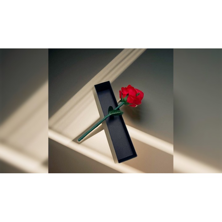 Rainbow Rose by JL Magic
