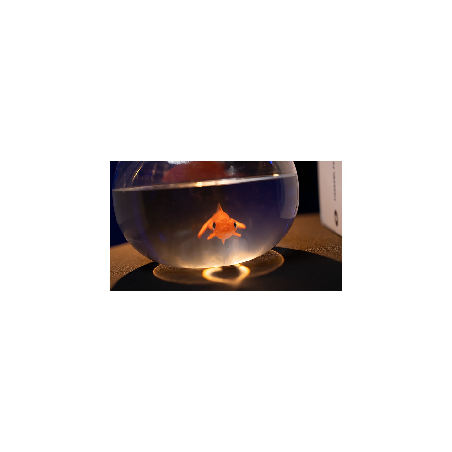 Fishbowl Production by Murphy's Magic