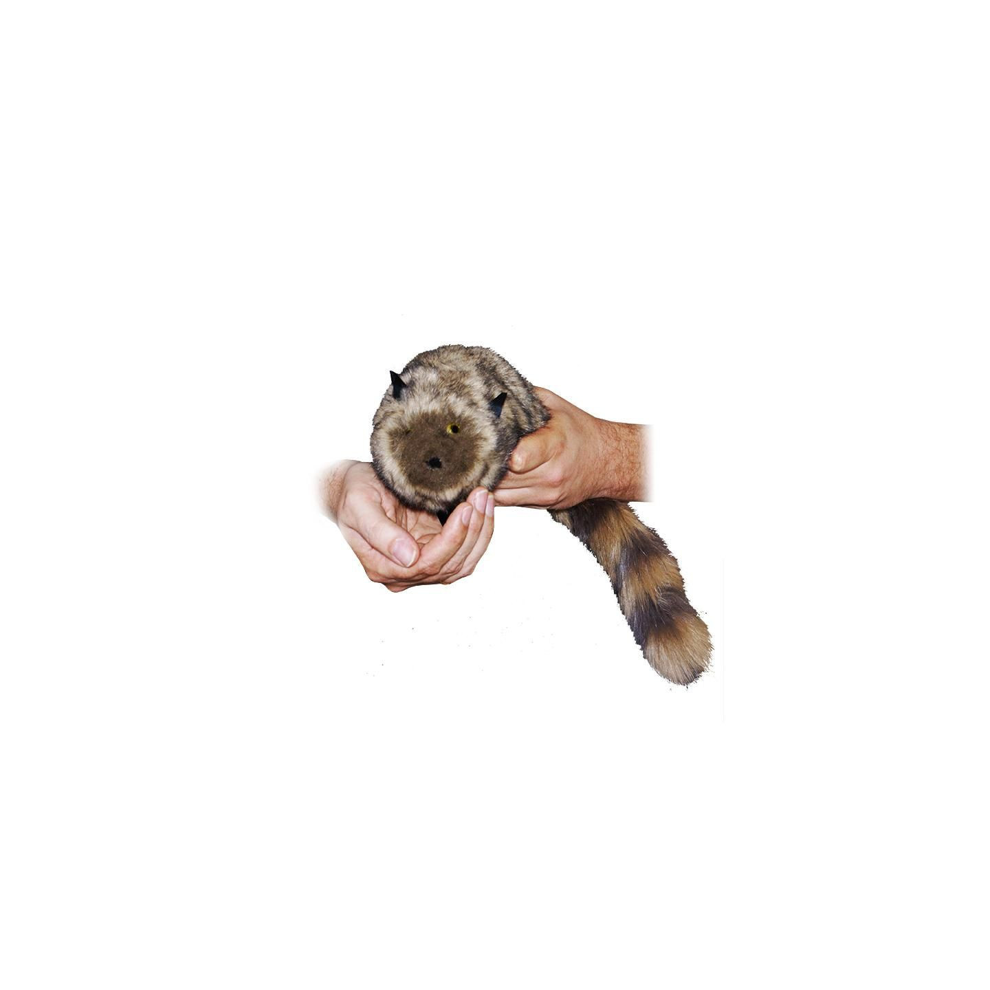 The Raccoon