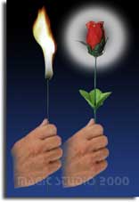 RŮŽE Z OHNĚ - TORCH TO ROSE